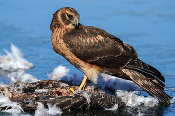 Northern Harrier