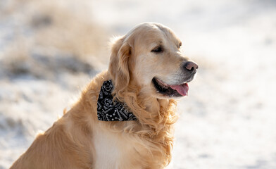 Golden Retriever Dog Poses For A Winter Portrait