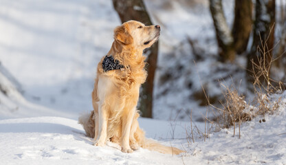 Golden Retriever Dog Sits Against Backdrop Of Winter Forest At Sunset