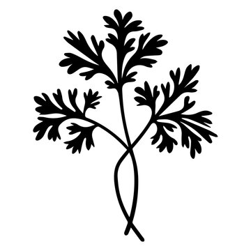 black parsley plant on white background clip art preview