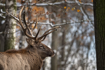 Male red deer with antlers outdoors in the snow.