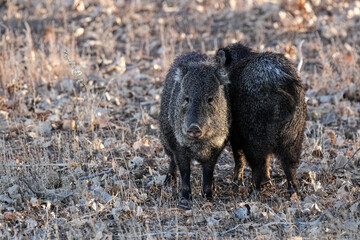 Javelina - Wild - New Mexico