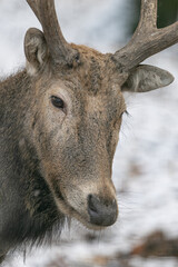 Male red deer with antlers outdoors in the snow.
