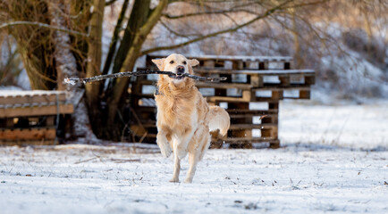 Golden Retriever Runs With Stick Through Snowy Winter Park