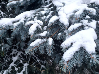 The branches of the blue spruce under the snow close-up. Selective focus.