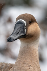 Swan goose in close-up on the head and with snow in the background.