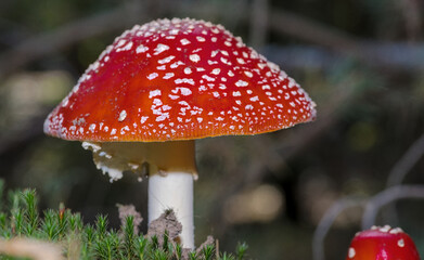 Pięknie rozwinięty kapelusz - o czerwonej wyrazistej barwie - nakrapianego grzyba  - muchomora czerwonego (Amanita muscaria) rosnący na dnie lasu. - obrazy, fototapety, plakaty