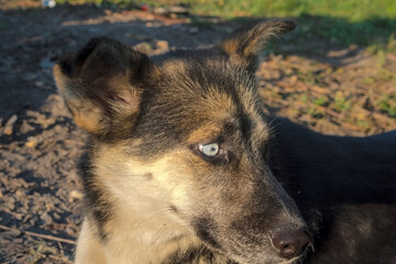 Pies kundel w typie husky - o niebieskich oczach - w promieniach porannego słońca na łące na brzegu rzeki. - obrazy, fototapety, plakaty