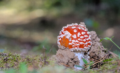 Młody owocnik muchomora czerwonego (Amanita muscaria) - fly agaric  - wyrastający z ziemi na dnie lasu.