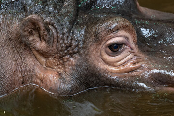 Detail of the head of an amphibian hippopotamus.