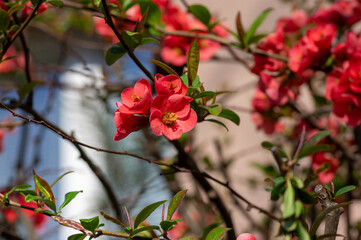 Chaenomeles japonica japanese maules quince flowering shrub, beautiful bright pink color flowers in bloom on springtime branch