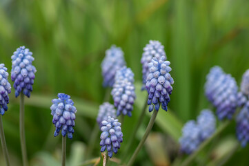 Muscari armeniacum Valerie Finnis ornamental springtime flowers in bloom, Armenian grape hyacinth light blue flowering plants