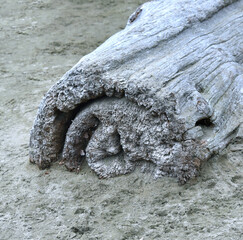Distinct Tree Rings on Driftwood