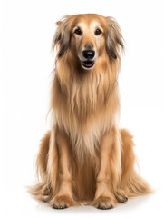 Happy afghan dog sitting looking at camera, isolated on all white background