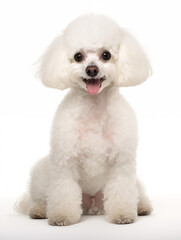 Obraz premium Happy poodle dog sitting looking at camera, isolated on all white background