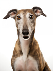 Happy Greyhound dog head, isolated on all white background