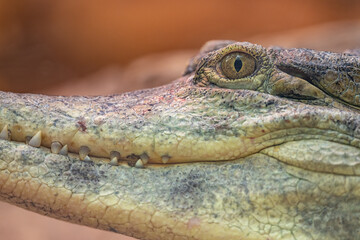 A scaly crocodile in head detail.