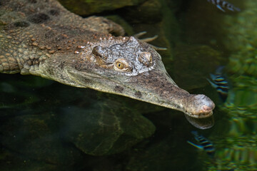 A scaly crocodile in head detail.
