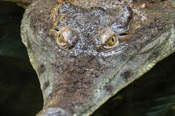 A scaly crocodile in head detail.