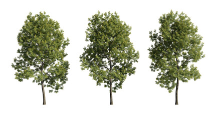 Set of trees, realistic 3D rendering on a transparent background