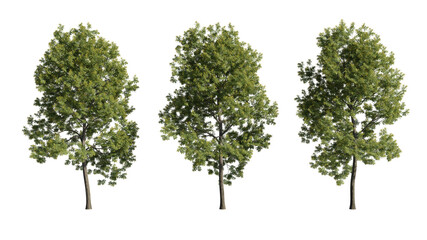 Obraz premium Set of trees, realistic 3D rendering on a transparent background