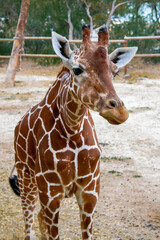 Obraz premium Vertical photograph of African Giraffe in close-up. African Mammals Concept