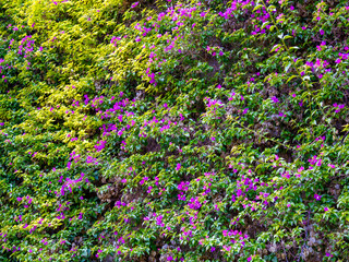 Fototapeta premium Flowers, natural background. 