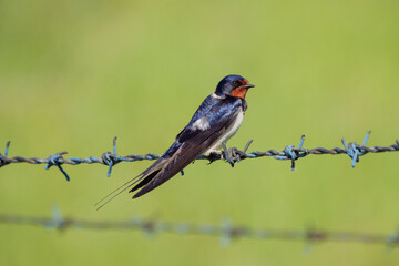 Barn Swallow - Hirundo rustica perching on a barbed wire