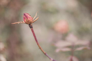 buds of a rose