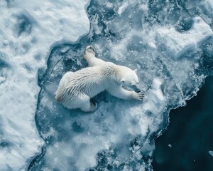 Fototapeta premium drone perspective of a polar bear - ai-generated