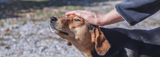 A man strokes a dog with his hand. Caring for animals.
