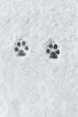 Two dog paw marks in the snow