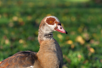 Portrait of an adult Egyptian goose (Alopochen aegyptiaca) on a natural green background