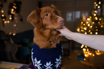 Adorable dog toller wearing christmas suit, posing at home on holidays, owner hand petting a dog