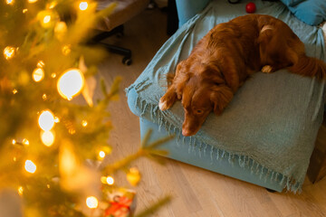 beautiful brown dog toller at home,laying on sofa at christmas holidays