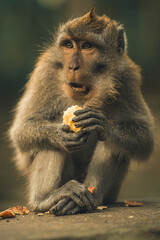 Obraz premium monkey forest 