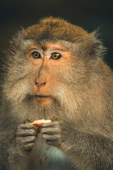 Obraz premium monkey forest 