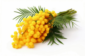 Bouquet of yellow mimosa on a white background