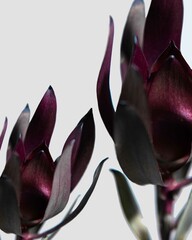 purple flower on white background