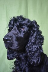 cocker spaniel
