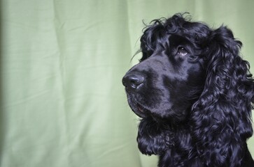 cocker spaniel