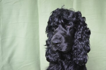 cocker spaniel