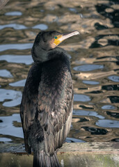 Close up portrait of a cormorant (Phalacrocorax carbo) sitting under a bridge on the wooden bridge supports