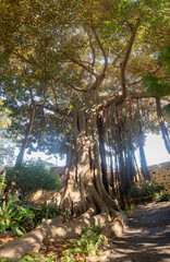pano canarie 071
