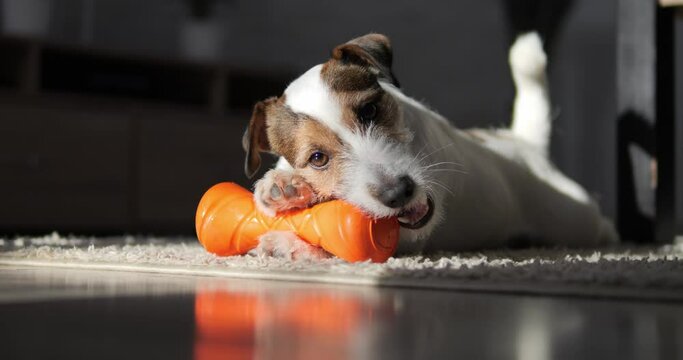 The dog is playing with a rubber toy. Jack Russell is lying on a rug in the room.