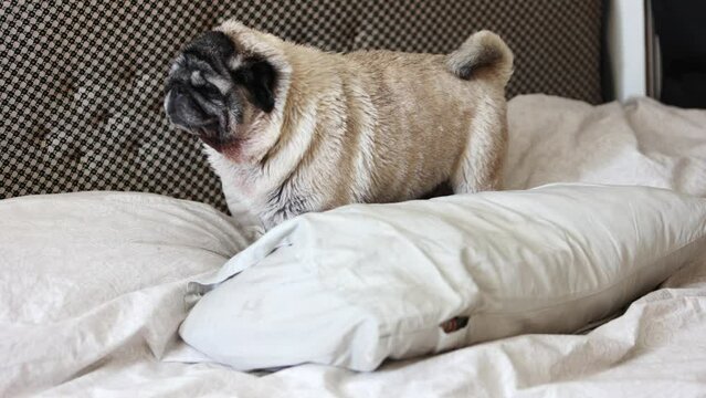 Beige senior pug on the bed rummaging through the pillow and linens