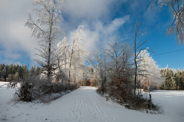 Winterlandschaft mit Bäumen wie aus Kristall