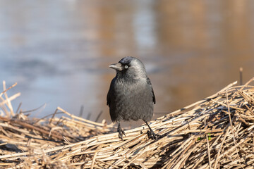Obraz premium Front portrait of an western jackdaw (Corvus monedula) sitting on a dry reed