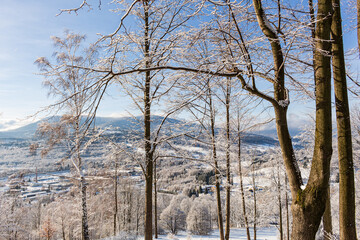 Forest trail among frosted beech trees in the winter morning.