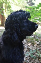 Cocker Spaniel